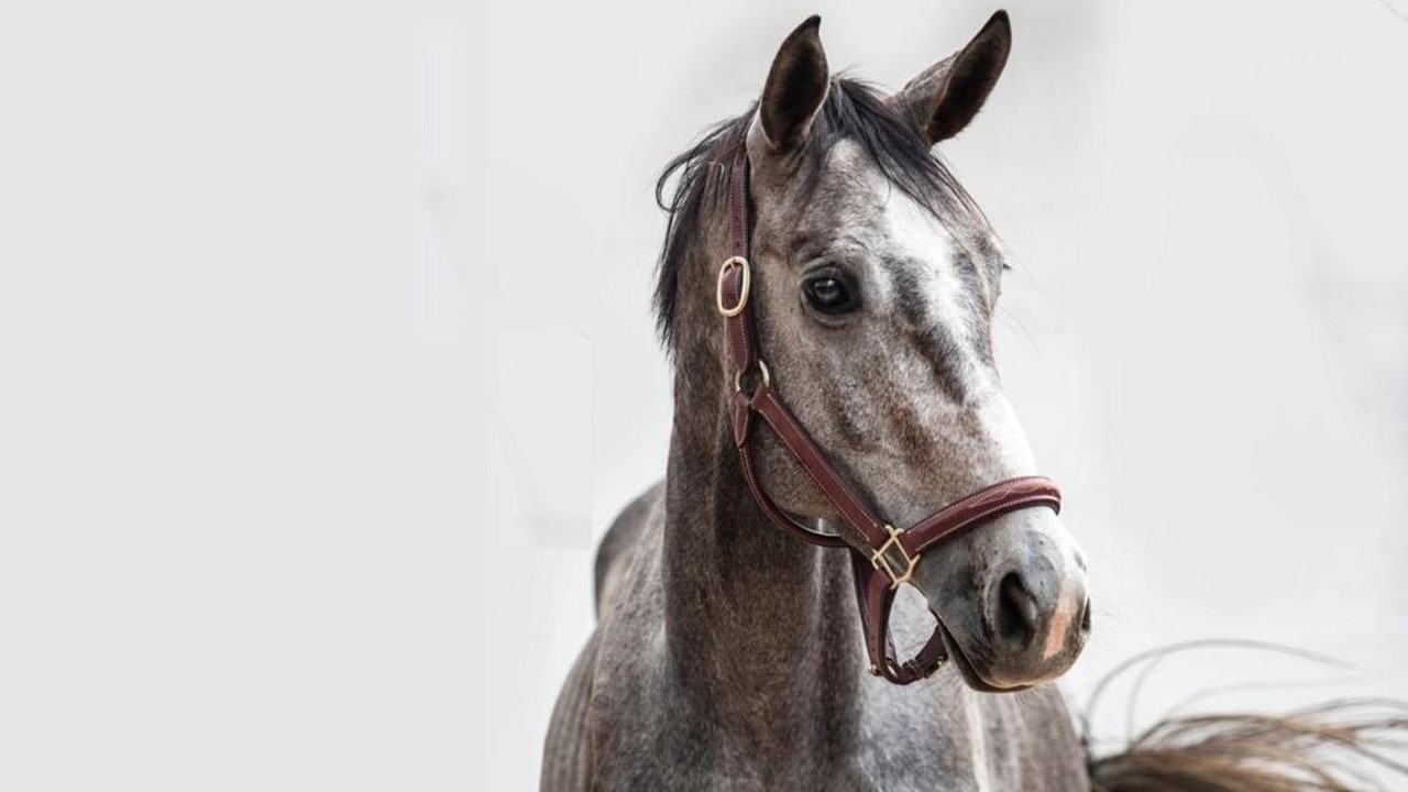 White Waters Time On Time Stallion